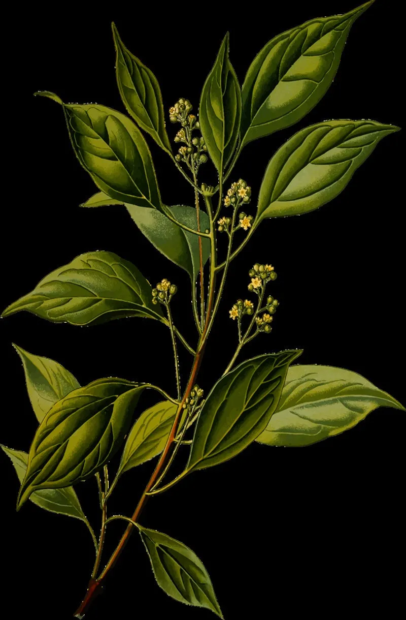 Camphor (White) Pure Essential Oil