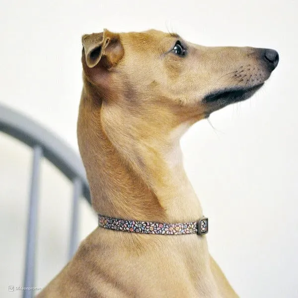 Styles Adjustable Dog Collar