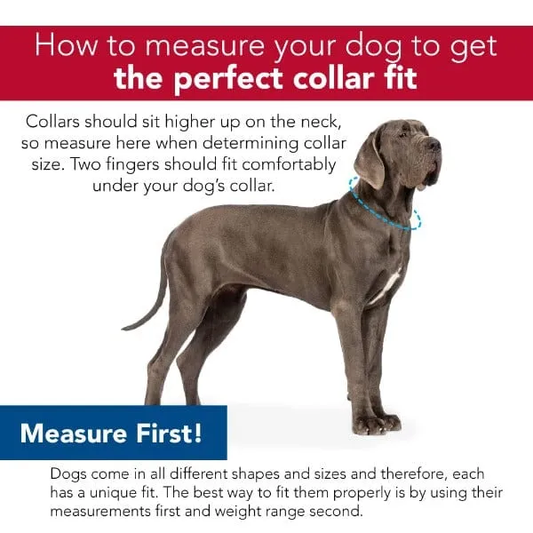 Styles Adjustable Dog Collar